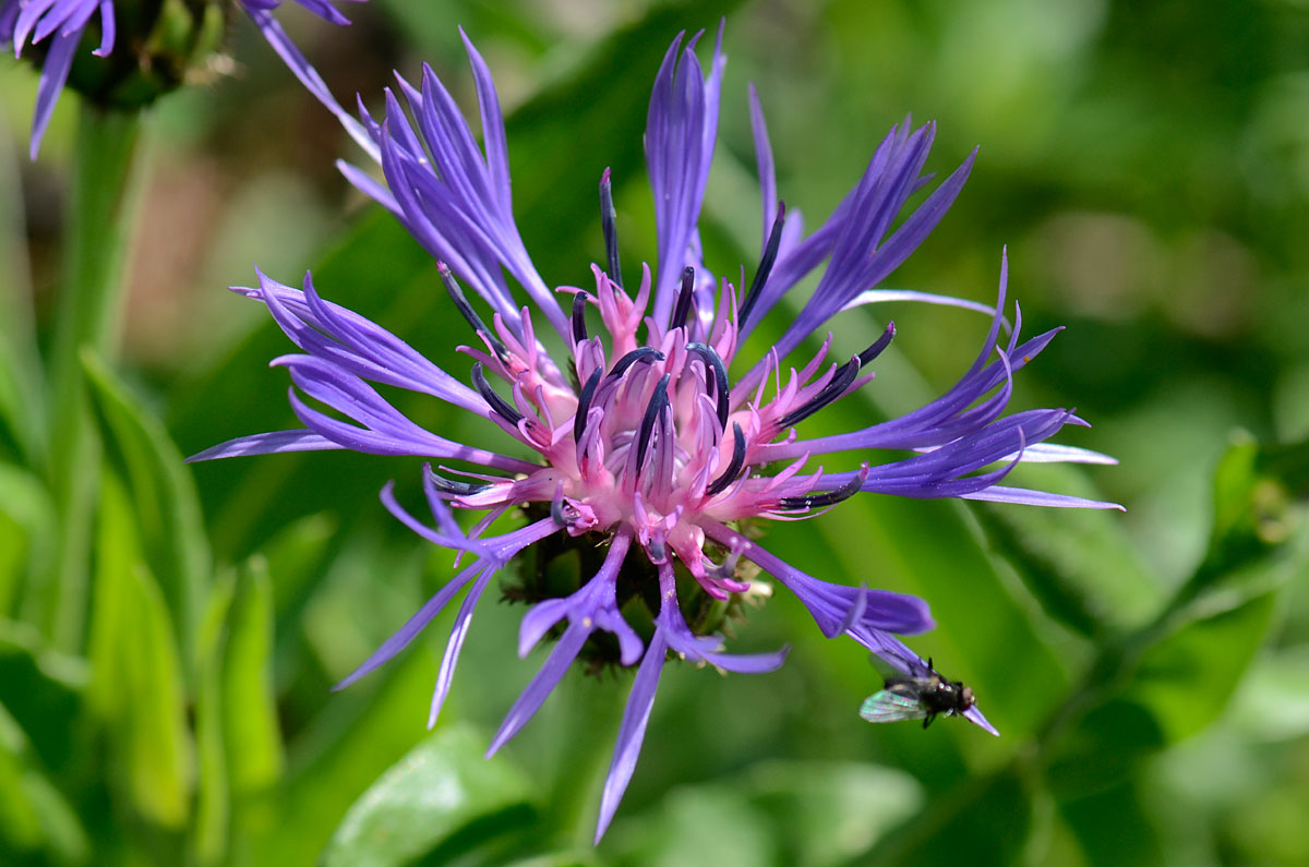 Centaurea montana / Fiordaliso montano